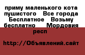 приму маленького кота пушистого - Все города Бесплатное » Возьму бесплатно   . Мордовия респ.